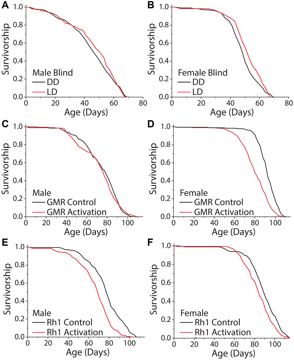 Activation of visual neurons is necessary and sufficient to mediate the dark lifespan extension. (A, B) Flies carrying two copies of the GMR:hid transgene, which lack light perception, failed to exhibit an extended lifespan in constant darkness (A) males (LD n = 213, DD n = 223; P = 0.288) and (B) females (LD n = 222, DD n = 217; P = 0.006). The next 4 panels were conducted in an environment meant to mimic light perception in a standard 24-hour day. Flies carrying a copy of a temperature sensitive cation channel (UAS-TrpA1) were used to obtain neuronal activation when at 29°C, and the Gal4 lines were used as background controls. Flies were aged in constant darkness with temperature oscillating 12 hr: 12 hr, 18°C: 29°C. (C, D) When aged in constant darkness, activation of GMR-expressing neurons had no effect in male flies (C) (GMR-Gal4 x w1118 n = 200, GMR-Gal4 x UAS-TrpA1 n = 198; P = 0.388) but was sufficient to shorten lifespan in females (D) (GMR-Gal4 x w1118 n = 189, GMR-Gal4 x UAS-TrpA1 n = 202; P E, F) Similarly, spatiotemporal activation of blue light photoreceptor Rh1 neurons was sufficient to cause a significantly shorter lifespan. This was observed in both male (E) (Rh1-Gal4 x w1118 n = 202, Rh1-Gal4 x UAS-TrpA1 n = 203; P Rh1-Gal4 x w1118 n = 200, Rh1-Gal4 x UAS-TrpA1 n = 200; P = 0.0002).