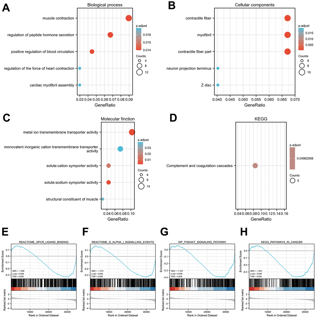 Functional enrichment analysis results. Significant Gene Ontology terms of the GPX4-associated DEGs, including BP (A), CC (B), and MF (C). (D) Significant KEGG pathways of the GPX4-associated DEGs. Significant GSEA results of GPX4-associated DEGs, including Gpcr ligand binding (E), G alpha I signaling events (F), PI3KAKT signaling pathway (G), and pathways in cancer (H).