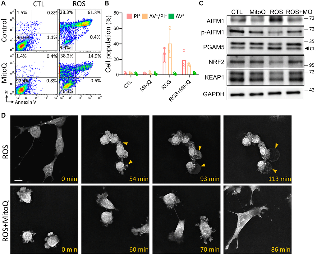 Effect of MitoQ on ROS-induced oxeiptosis. (A) Flow cytometry was performed on MitoQ treated for 24 h, followed by 0.8 mM H2O2 treatment for 4 h and double staining by annexin V/PI. (B) Quantification of annexin V/PI double-stained cell populations in each quadrant, respectively. (C) Analysis of protein levels in granule cells by immunoblotting. (D) The time-lapse images are used to capture pictures of cell morphology at different times. CL: cleavage form. Scale bar: 25 μm.