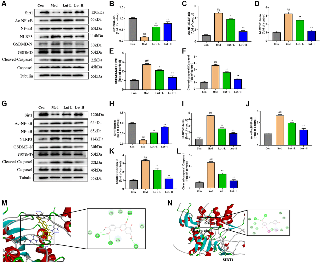 Luteolin could regulate the expressions of Sirt1, Nlrp3, AC-NF -κB, NF-κB, Nlrp3, GSDMD-N and GSDMD proteins in hippocampi and tears of mice. (A–F) Western Blot was used to detect the effects of luteolin on protein bands of Sirt1, Nlrp3, AC-NF-κB, NF-κB, GSDMD-N and GSDMD in the hippocampus of mice. (G–L) Western Blot analysis of the effects of luteolin on protein bands of Sirt1, Nlrp3, AC-NF -κB, NF-κB, GSDMD-N and GSDMD in mice cornea. (M) Molecular docking of sitrt1 and luteolin in discovery studio. (N) Molecular docking of sirt1 and Resveratrol by discovery studio. Data were analyzed by mean ± scanning electron microscopy. Compared with blank group, ##P *P **P n = 9.