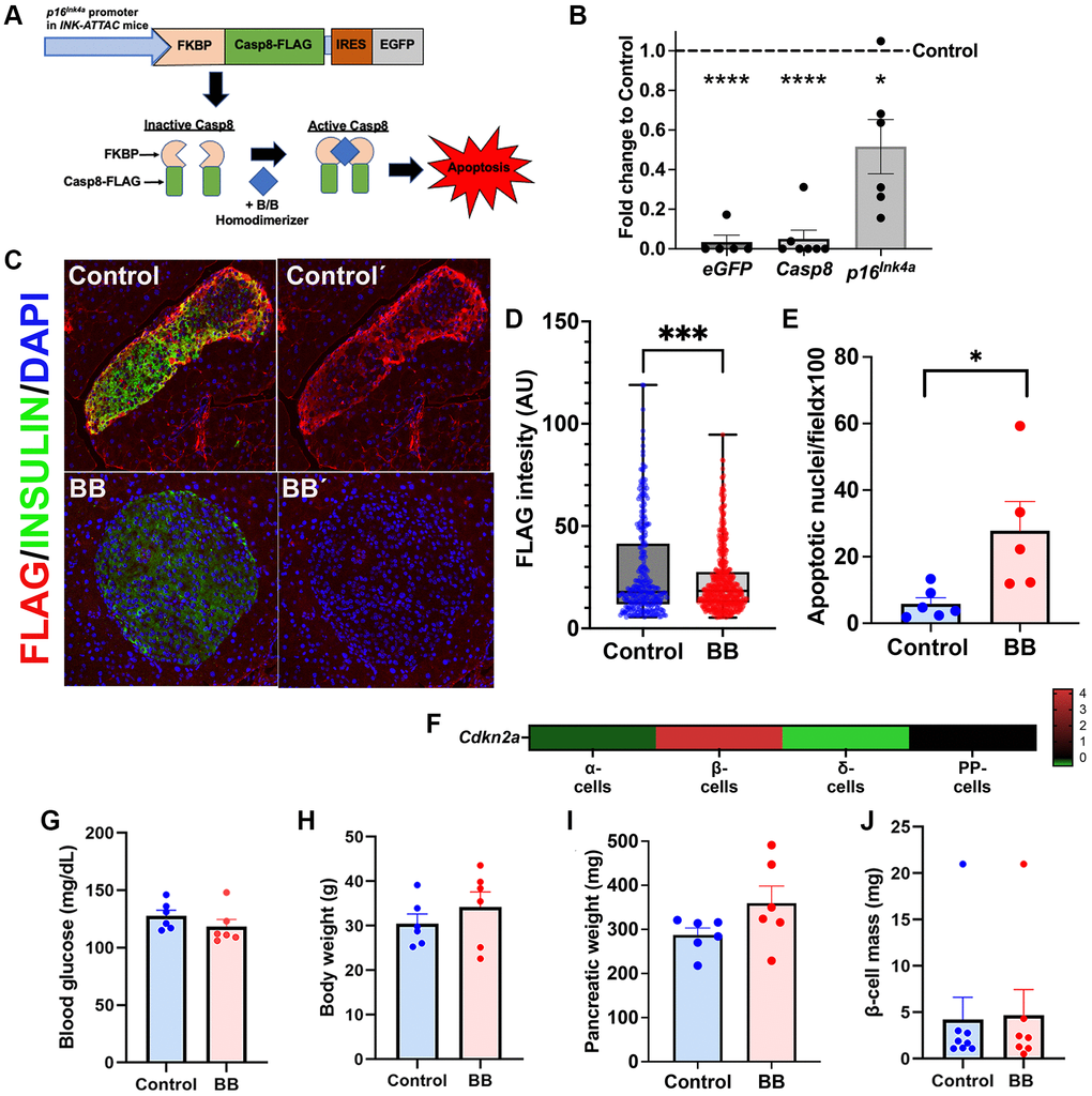 INK ATTAC mice as a model to remove p16Ink4a+ cells. (A) The INK ATTAC transgene is driven by the p16Ink4a promoter and encodes a Caspase 8 moiety that upon B/B homodimerizer administration leads to specific apoptosis of this cell subpopulation and is compared to animals treated with vehicle (referred to as controls). FLAG tag and eGFP expression can be tracked to measure effectiveness of deletion and are a surrogate marker of senescence load. Diagram modified from [21]. (B) qPCR from islets of animals treated with B/B homodimerizer and compared to control, untreated animals. A significant decrease of the transgene transcripts Casp8 and eGFP and p16Ink4a was observed after treatment with B/B. (C) Representative confocal picture of islets from B/B treated and untreated animals showing a significant decrease of FLAG staining. (D) Quantification of FLAG intensity using image analysis software (Image J) showed a significant decrease in senescence load in islets from animals treated with B/B homodimerizer; ncontrol = 5 animals, 290 islets analyzed; ntreated = 8 animals, 518 islets analyzed mean+/−SEM, *p = 0.0004 by unpaired t-test. (E) Increased number of apoptotic nuclei per field in pancreas from 8-month-old INK-ATTAC mice; ncontrol = 5 animals, 201 images analyzed; ntreated = 6 animals, 223 images analyzed; mean+/−SEM, *p = 0.02 by unpaired t-test. (F) Heatmap of islet scRNASeq expression of Cdkn2a (encodes p16Ink4) in different islet cell types reveals enriched expression of Cdkn2a in β-cells. No significant changes of mean of (G) blood glucose levels (mg/dL), (H) body weight (g), (I) pancreatic weight (mg) of 8/9-month-old INK-ATTAC mice, n = 6 per group; and (J) Beta cell mass (mg) of 6-month-old INK-ATTAC mice, ncontrol = 7 and ntreated = 8.