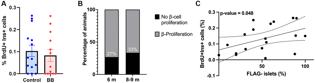 Inverse correlation between cellular senescence load and proliferative capacity. (A) Overall proliferation quantification of 6–9-month-old INK-ATTAC animals, ncontrol = 14, and ntreated = 13; (B) Percentage of islets with proliferating cells in 6 and 8/9-month-old INK-ATTAC mice measured by the percentage of BrDU+ Ins+ cells, n6month = 15, and n8–9month = 12; (C) Correlation between percentage of non-senescent FLAG− islets (negative for FLAG staining) and proliferation (positive nuclear staining of BrDU) in 6–9-month-old (n = 19) INK-ATTAC mice. Line of best fit is shown along with dotted lines indicating 95% confidence intervals. P-value was calculated using the null hypothesis that the slope of the best-fit line equals 0.