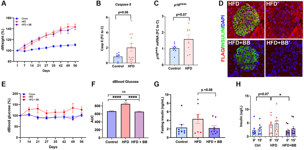 Specific deletion of p16Ink4a-expressing cells improved metabolic profile. (A) Bodyweight changes compared to the beginning of the HFD. (B) HFD increased transcription of Caspase 8 by qPCR indicating acceleration of senescence in pancreatic islets. FC (fold change) to C (control). (C) HFD increased transcription of p16Ink4a by qPCR indicating acceleration of senescence in pancreatic islets. (D) Representative confocal images of HFD and HFD+ B/B homodimerizer treated islets. FC (fold change) to C (control). (E) Blood glucose percentage changes compared to the beginning of the treatment and (F) area under the curve for the three groups throughout the treatment period. (G) Fasting insulin (ng/mL) levels collected from tail blood during IPGTT (p = 0.08 by two-tailed unpaired t-test). (H) Glucose stimulated insulin secretion (GSIS) evaluated in vivo during IPGTT revealed restoration of basal insulin secretion after treatment with B/B homodimerizer. 1-year old INK-ATTAC mice; n = 8 control group, n = 8 HFD, n = 9 HFD = BB homodimerizer; males and females. *p t-test.