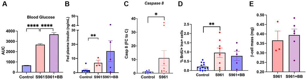 Senolysis in an acute insulin resistance model, S961, did not affect beta-cell proliferative capacity. (A) Area under the curve of blood glucose levels throughout the treatment period, ncontrol = 8, nS961 = 3, nS961+BB = 5. (B) Fed plasma insulin (ng/mL) levels in control, S961, and S961 + BB; significance calculated by repeated unpaired t-test. (C) qPCR of islets from S961 treated animals increased Caspase 8 transcription consistent with accelerated senescence. (D) Proliferation of beta cells (%) in 8–19-month-old mice. (E) Beta cell mass (mg) 18–19 month-old INK ATTAC mice, male and female. Mean +/− SEM, significance calculated by ordinary one-way ANOVA with Tukey’s multiple comparisons.