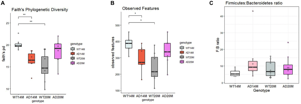 Richness and diversity of experimental groups. (A) Faith’s Phylogenetic diversity and (B) Observed Features for Tgf344-AD and WT control rats at 14 and 20 months of age. (C) Firmicutes:Bacteroidetes ratio for Tgf344-AD and WT control rats at 14 and 20 months of age. Statistical analysis performed using the Kruskal Wallis test; *p **p 