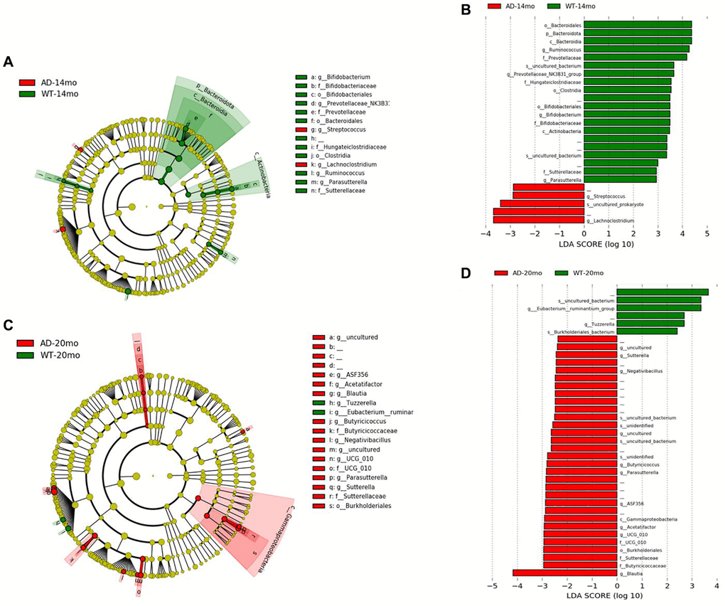 Gut microbiota changes due to AD pathology. Microbial taxa that were differentially represented between the Tgf344-AD and WT rats was determined by LEfSe and visualized by Cladogram and LDA histograms at 14 months (A, B) of age and 20 months (C, D) of age respectively.