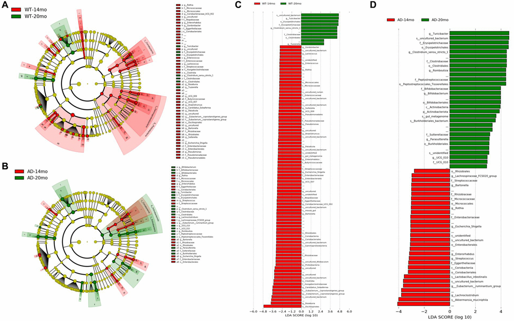 Gut microbiota changes due to aging. The effect of aging on the gut microbial communities of the Tgf344-AD rats and WT rats. Microbial taxa that were differentially represented was determined by LEfSe and visualized by Cladogram (A, B) and LDA histograms (C, D) at 14 months of age and 20 months of age.