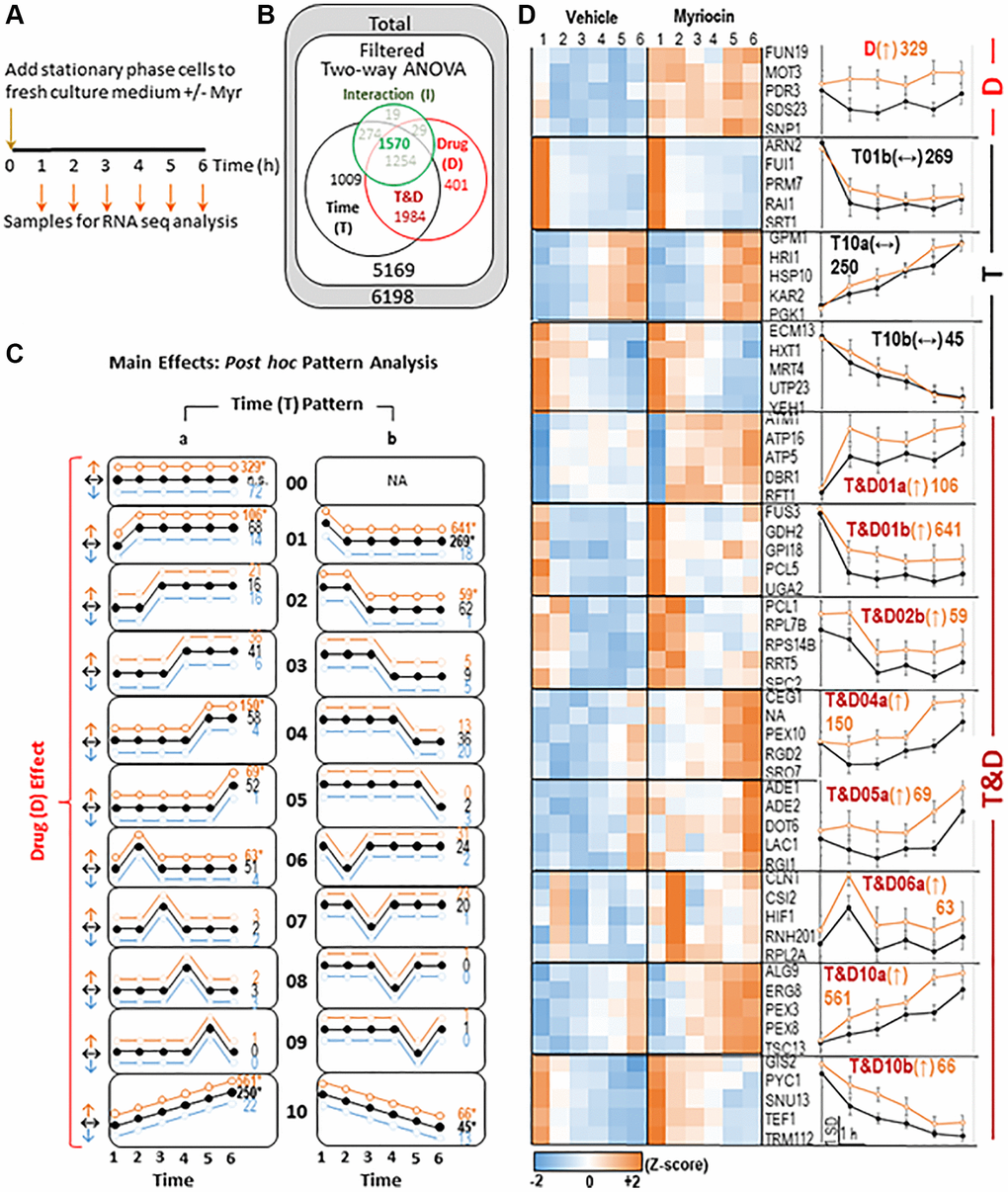 Summary of transcriptomics data. (A) Experimental Design- samples were taken every hour as indicated from vehicle (Veh) and myriocin (Myr) treated cultures. RNA was isolated and mRNA was quantified using RNA-seq. (B) Differentially expressed genes (DEGs)-RNA-seq data were filtered to include well-annotated genes with sufficient signal intensity prior to statistical analysis. Two-way ANOVA (Time: 6 time points; Drug: two conditions- Veh and Myr) was applied. The ANOVA test produces 3 p-values for each gene, one for the main effect of time (T- black circle), one for the main effect of drug (D- red circle), and one for the ‘Interaction’ between Time and Drug (I- green circle; analyzed separately- see Figure 2). DEGs (p ≤ 0.01 on at least one of the three p-values) are shown. Because each DEG could be significant by 1-3 ANOVA p-values, data are displayed in a Euler diagram to indicate overlap. (C) For DEGs significant by Time (T), Drug (D), or both (T&D), post hoc analysis categorized each DEG into one of 11 different temporal patterns (00- no temporal effect; 01 and 05- changed at the first or last time point; 02–04- plateaus at intermediate time points; 06–09- spikes at intermediate time points; 10- linear change with time; for each temporal pattern other than ’00’, a gene could be assigned to one of two horizontal reflections- ‘a’ or ‘b’), and within each temporal pattern, one of three drug effects (increased by Myr- ↑ orange, decreased by Myr- ↓ blue, not changed by Myr- ↔ black) was defined. Numbers of genes assigned to each pattern are included on the right side of each pattern diagram (* significantly more DEGs than expected by chance; p ≤ 0.01, binomial test). (D) Results for each asterisked pattern from C are shown. On the left, heatmaps of standardized average signal at each time point for vehicle and myriocin groups for 5 representative DEGs are shown. On the right, the graphed standardized averages (± SD) for all genes assigned to each pattern are shown (scale bar at bottom). Pattern names are given by the Euler diagram region, then the temporal pattern # and ‘a’ or ‘b’ designation, followed by drug effect (in parentheses) and the number of genes assigned. All data for the 5169 RNA seq transcripts that passed filtering metrics are shown in Supplementary Table 1 along with the two-way ANOVA analysis results which can be used to sort for genes in each sector of the Euler diagram.