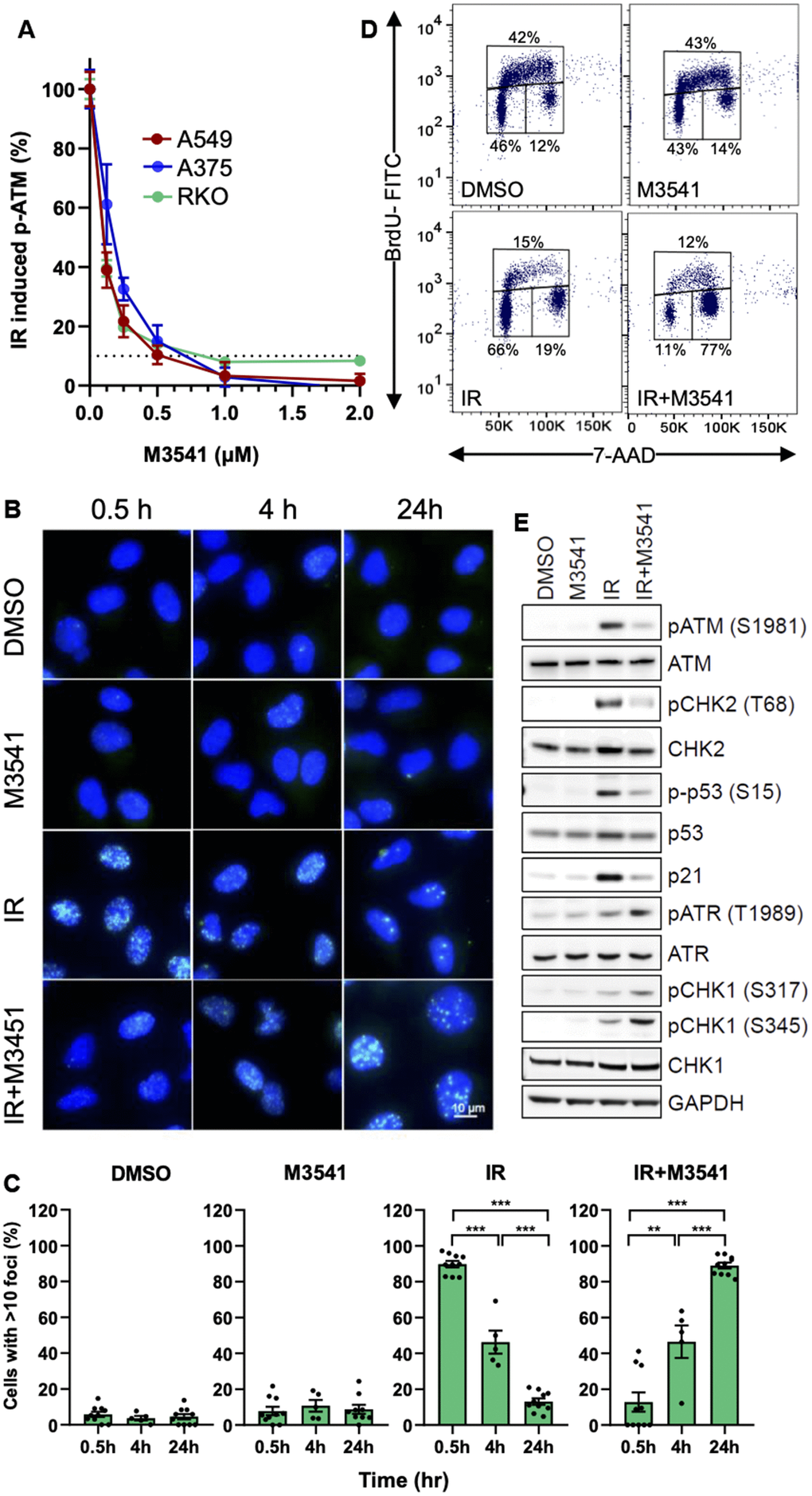 M3541 suppresses DNA DSB repair and modulates cellular response to radiation. (A). Dose-dependent inhibition of ATM autophosphorylation by M3541 in response to radiation. Proliferating A549, A375 and RKO cells were exposed to 5Gy IR to increasing concentrations of M3541 for 1 hour. Cell lysates were collected and ATM phosphorylation at serine 1981 was determined by MSD. Dashed line indicated 90% inhibition. (B) Analysis of γH2AX foci in A549 cells following exposure to DMSO, 1μM M3541, 5Gy IR, or combination of both for 0.5, 4 and 24 h by immunofluorescence. DAPI was used for nuclear counterstain and images were taken at 63x magnification. Scale bar is 10 μm. (C) Quantification of γH2AX foci was done by counting the number of cells with >10 foci in images from (C) after indicated times post radiation. (D) BrdU cell cycle analyses of A549 cells exposed to DMSO, M3541, IR or IR+M3541 for 24 h by flow cytometry. The percentage of cells in each phase was calculated and representative data are shown. (E) Western blot analysis of the effect of M3541 on IR-induced ATM and ATR signaling in A549 cell lysates prepared 6 h post IR. Representative images are shown.