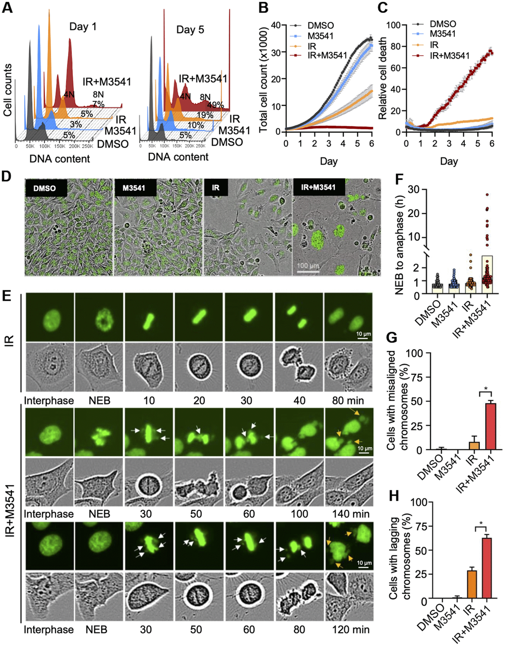 M3541 enhances radiation-induced cancer cells death by disrupting mitosis. (A) Cell cycle analysis of 7-AAD labeled HeLa cells exposed to DMSO, M3541, IR or IR+M3541 for 24 h and 5 days. Percentage of cells with more than 4N DNA content were calculated and shown from representative experiments. (B) Cell growth and (C) relative cell death in proliferating HeLa NucLight Green cells exposed to DMSO, M3541, IR or combination of IR+M3541 in the presence of Cytotox Red reagent. The cells were imaged every 2 h for 5 days by IncuCyte. Growth curves were built from the number of green-fluorescent nuclei at each time point. Relative cell death was determined as Cytotox Red positive counts normalized to green nuclei counts. Data are shown as mean ± SEM. (D) Representative still images from (B) were extracted from time-lapse videos taken by IncuCyte and shown at Day 5 post IR exposure. (E) Live cell imaging of HeLa cells expressing GFP tagged H2B exposed to IR or IR+M3541 by IncuCyte with a 20X objective. Individual cells were tracked in time-lapse videos and analyzed by ImageJ. Representative phase contrast and GFP images are shown. White arrows indicate chromosomal material that fails to align at the metaphase plate and lagging chromosomes. Orange arrows point to lagging chromosomes. (F) The lengths of time from nuclear envelop breakdown (NEB) to anaphase onset in HeLa GFP-H2B determined as in (E). (G) The percentage of metaphase cells with misaligned chromosomes and (H) the percentage of anaphase cells with lagging chromosomes were determined from time-lapse live imaging videos as in (E) Total 100 mitotic cells per condition were tracked from 2 independent experiments.