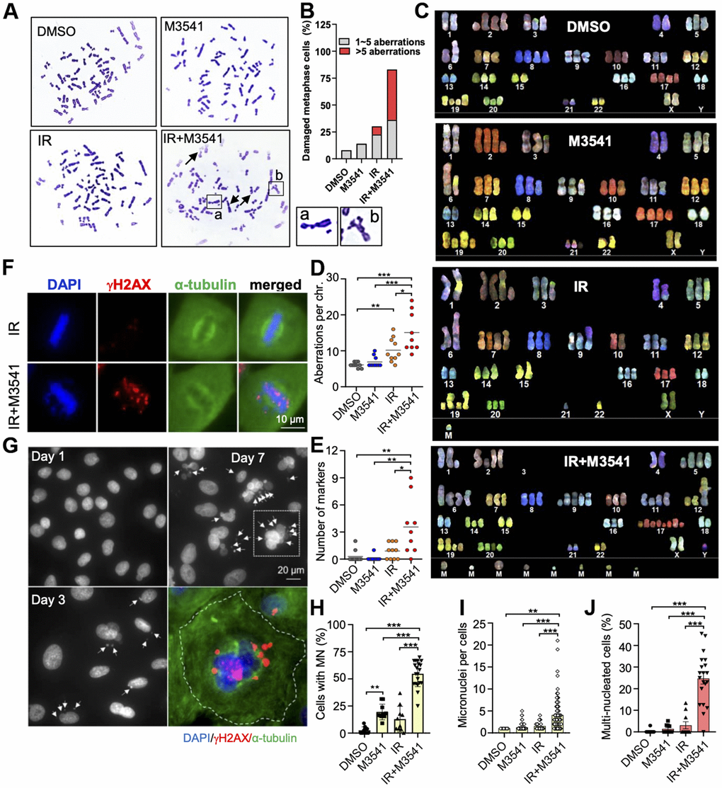 Exposure to M3541 leads to gross chromosomal aberrations and intense micronucleation in irradiated cancer cells. (A) Metaphase spread images of A549 cells exposed to DMSO, M3541, IR or combination of IR+M3541 for 24 h. Examples of chromosome aberrations are shown from representative images. (B) Quantification of chromosome aberrations including broken and deformed chromosomes from (A). (C) Spectral karyotyping (SKY) analyses of A549 exposed as above. (D) Quantification of chromosome aberrations, including insertion, duplication, deletion, translocation and chromatid breaks. (E) Number of unidentifiable chromosome markers (M) in each metaphase spread subjected to SKY analyses. (F) Mitotic cells imaged by immunofluorescence staining of DNA (DAPI), mitotic spindle (anti-α-tubulin) and unrepaired DSBs (anti-γH2AX). Proliferating A549 cells were exposed to IR or IR+M3541 enriched in G2 phase cells by the CDK1 inhibitor RO-3306 for 16h and released for 45 min to enrich in mitotic cells. (G) Micronuclei imaging analysis of A549 cells exposed to IR+M3541 for 1, 3 and 7 days by immunofluorescence with DAPI staining. Representative images are shown. Micronuclei were co-stained for γH2AX in the zoomed image. (H) Quantification of the percentage of cells with micronuclei in A549 cells exposed to DMSO, M3541, IR or both for 7 days. Data represent mean±SEM (N=2). (I) Number of micronuclei per cells and (J) Percentage of cells with > 2 nuclei. Data represent mean±SEM (N=2).