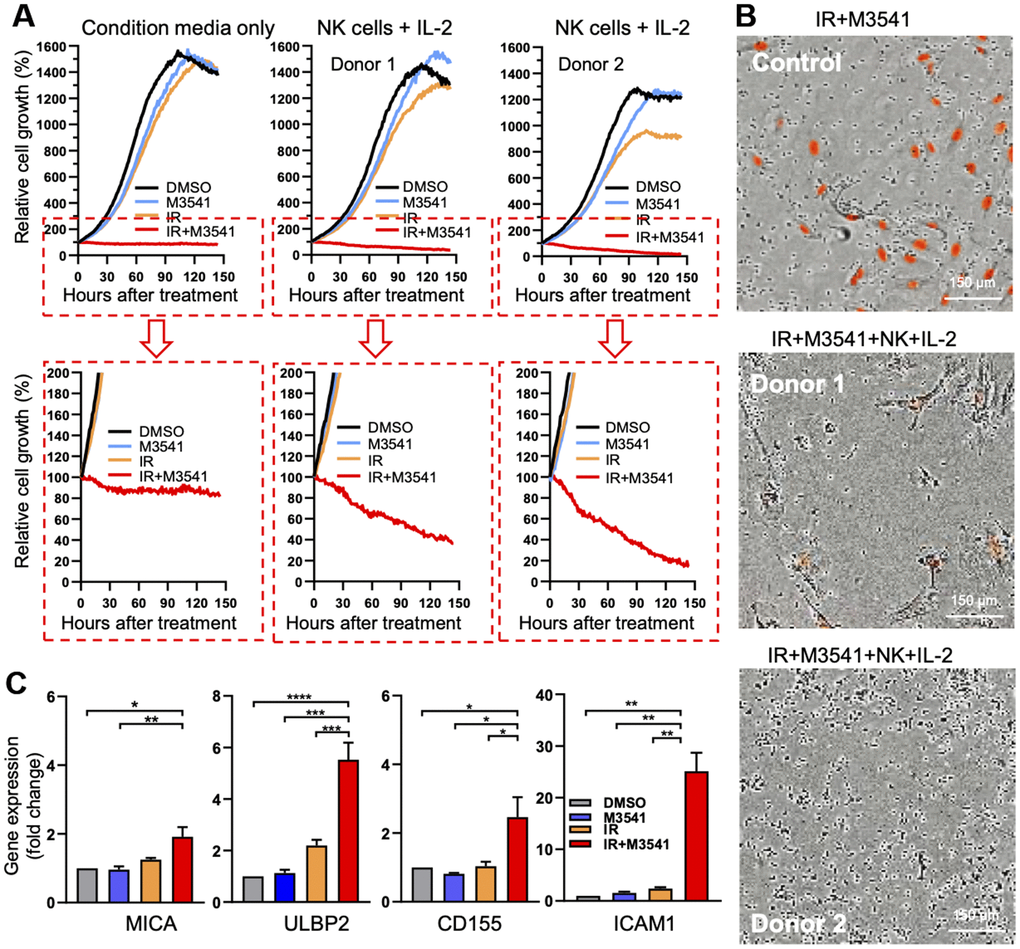 M3541 treatment accelerates NK-cell dependent killing of irradiated cancer cells in vitro. (A) Growth/viability curves of A549 Nuclight Red cells exposed to DMSO, M3541, IR or IR+M3541 for 7 days, reseeded at equal number and co-cultured with NK cells from two healthy donors for 150 hours. Growth curves represent relative change in the number of viable cells (red-fluorescent nuclei) determined by continuous live imaging every 2h by IncuCyte. (B) Representative images of the above extracted from IncuCyte time lapse videos. (C) Relative expression of NK ligands, MICA, ULBP2, CD155 and ICAM1 in A549 exposed to DMSO, M3541, IR or IR+M3541 for 7 days, measured by quantitative PCR. Data represent mean ± SEM.