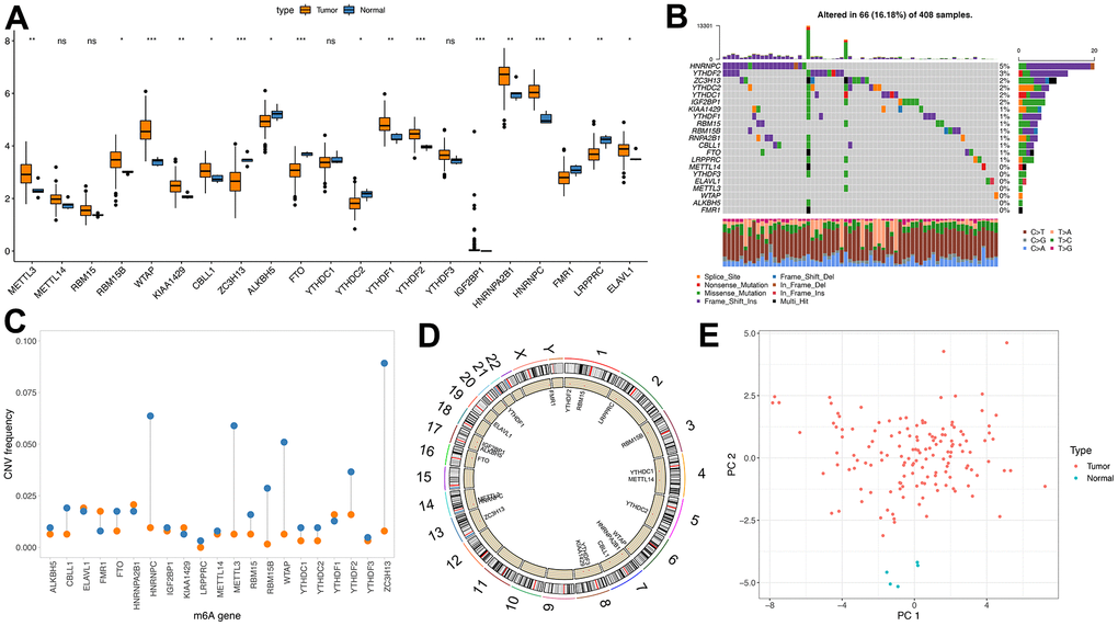 Genetic variation of m6A regulator. (A) m6A expression of tumor and normal samples in TCGA; (B) Distribution of m6A gene mutations and different mutation types; (C) CNV incidence of m6A gene, blue indicates deletion and orange indicates amplification; (D) Position of m6A gene on chromosome; (E) PCA results of m6A gene in TCGA samples).