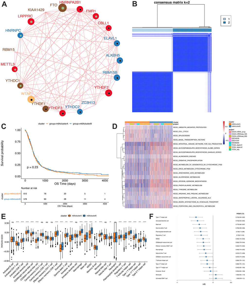 Unsupervised clustering of m6A genes in low-grade glioma samples. (A) Interaction between m6A genes. The size of the circle indicates the impact of each gene on survival prediction, and the larger the expression, the more relevant the prognosis. In the circle the green dots in the circle indicate prognostic protective factors, and the black dots in the circle indicate prognostic risk factors. The lines connecting genes show their interactions. The negative correlations are marked in blue and positive correlations in red. Gene clusters ABC are marked respectively in blue, red and brown; (B) Consistent clustering of m6A genes; (C) Kaplan-Meier curve showed no significant survival differences in two m6Aclusters; (D) GSVA enrichment analysis, showing the biological pathways with different m6Aclusters Activation state. Heat map is used to visualize these biological processes, red means activation and blue means inhibition; (E) Distribution of immune infiltration of 28 immune cells in two m6Aclusters; (F) Differential cell prognosis analysis.