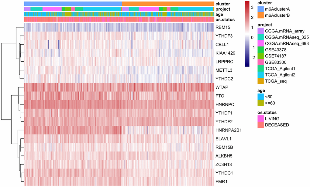 The expression of m6A regulatory factors in m6Acluster.