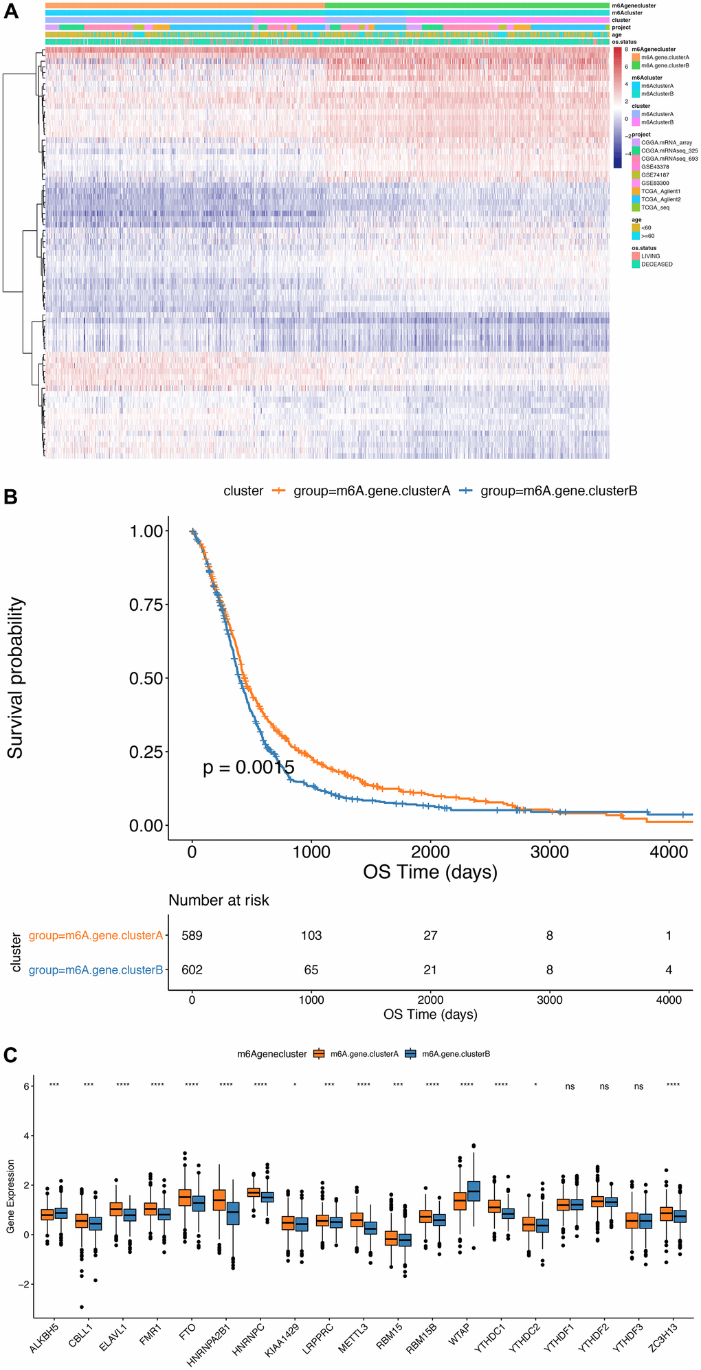 Comparison between m6Agenecluster. (A) Unsupervised clustering of m6A phenotype-related genes in low-grade glioma samples. The samples are divided into different genomic subtypes, called m6AgeneclusterA and m6AgeneclusterB; (B) Kaplan-Meier curve indicates that m6A modifies the genome table Type has an obvious relationship with overall survival rate; (C) Expression of 19 m6A genes in 2 gene clusters. The upper and lower ends of the box indicate the interquartile range of values. The line in the box indicates the median value, and the black dots indicate outliers. The T test is used to test the statistical differences between gene clusters (**PPP