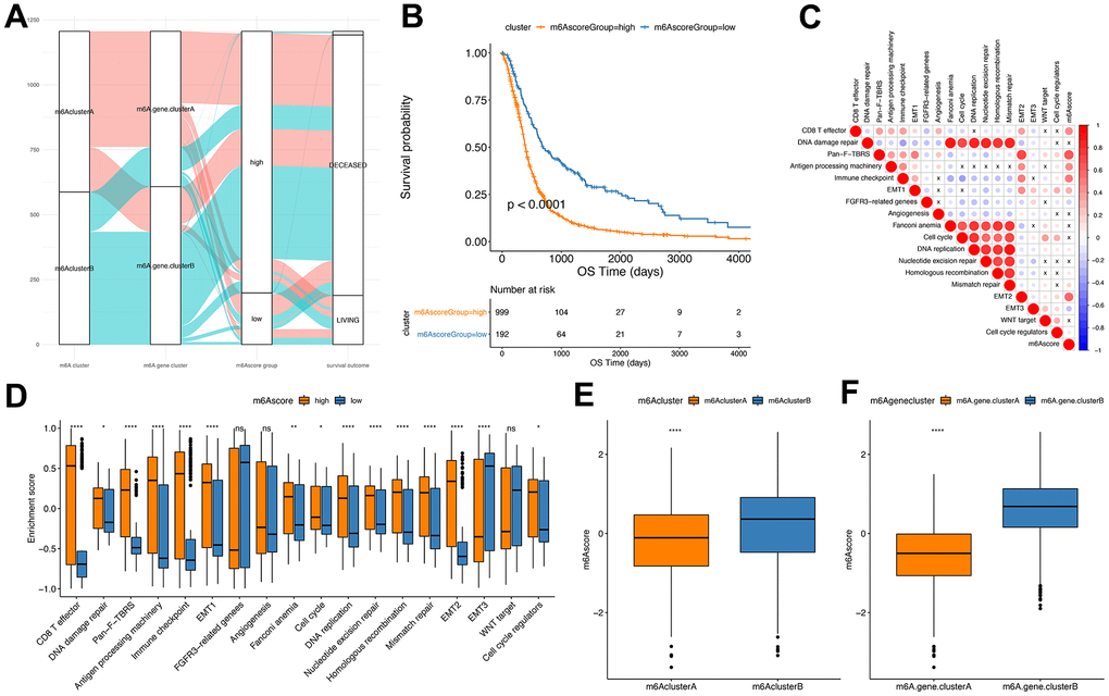 Establishment of m6Ascore. (A) Alluvial plot showing the changes of m6A cluster, gene cluster and m6Ascore; (B) Kaplan-Meier curve shows that m6Ascore high and low grouping has a significant relationship with overall survival rate; (C) Using Pearson analysis, the correlation between m6Ascore and known gene features in GBM. Negative correlation is marked in blue, and it is positively correlated with red. X in the figure indicates that the correlation is not significant, and the larger the circle, the more significant; (D) The distribution of the enrichment scores of known gene features in the m6Ascore high and low group samples in the TCGA+CGGA+GEOdata set (***PPE) The distribution of m6Ascore in m6Acluster (****PF) Distribution of m6Ascore in m6Agenecluster (****P