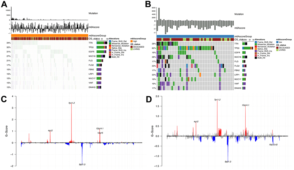 Analysis of molecular characteristics of m6Ascore high and low groups. (A, B) Distribution of gene mutations in samples of m6Ascore high and low groups; (C, D) The distribution of copy number amplification and deletion regions in the sample set of m6Ascore high and low groups.