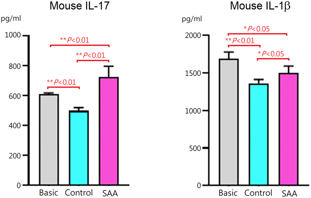 IL-17 and IL-1β concentrations in the culture supernatant after 5-days Th17 differentiation induction. IL-17 and IL-1β levels were lower when CD4+ T cells cocultured with control MSCs. The inhibitory effects were significantly decreased when cocultured with SAA MSCs. Data are presented as the mean ± SD. n = 5 in each group.