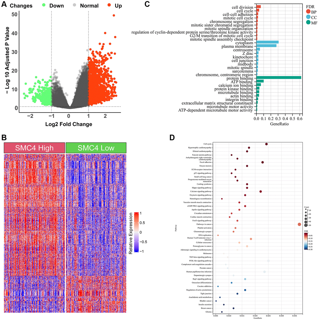 Enrichment analysis of DEGs between SMC4 high group and SMC4 low group. (A) Volcano plot of DEGs; (B) Heatmap of DEGs; (C) GO analysis; (D) KEGG analysis.