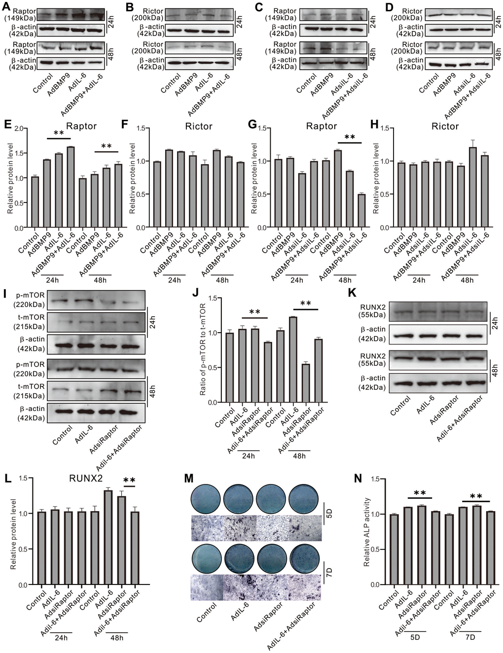 Role of Raptor in the effect of IL-6 on promoting osteogenic differentiation inf MEFs. (A) Effect of BMP9 and/or IL-6 on Raptor protein level was measured using western blot assay. (B) Effect of BMP9 and/or IL-6 on Rictor protein level was measured using western blot assay. (C) Effect of BMP9 and/or IL-6 knockdown on Raptor protein level was measured using western blot assay. (D) Effect of BMP9 and/or IL-6 knockdown on Rictor protein level was measured using western blot assay. (E) Quantification of western blot assay shows the effect of BMP9 and/or IL-6 on Raptor protein level. (F) Quantification of western blot assay shows the effect BMP9 and/or IL-6 on Rictor protein level. (G) Quantification of western blot assay shows the effect of BMP9 and/or IL-6 knockdown on Raptor protein level. (H) Quantification of western blot assay shows the effect of BMP9 and/or IL-6 knockdown on Rictor protein level. (I) Effect of IL-6 and/or Raptor knockdown on total mTOR and p-mTOR level was measured using western blot assay. (J) Quantification of western blot assay shows the effect of IL-6 and/or Raptor knockdown on total mTOR and p-mTOR level. (K) Effect of IL-6 and/or Raptor knockdown on RUNX2 protein level was measured using western blot assay. (L) Quantification of western blot assay shows the effect of IL-6 and/or Raptor knockdown on RUNX2 protein level. (M) Effect of IL-6 and/or Raptor knockdown on ALP activity was measured using histochemical stain. (N) Quantification of histochemical stain shows the effect of IL-6 and/or Raptor knockdown on ALP activity. (**P 