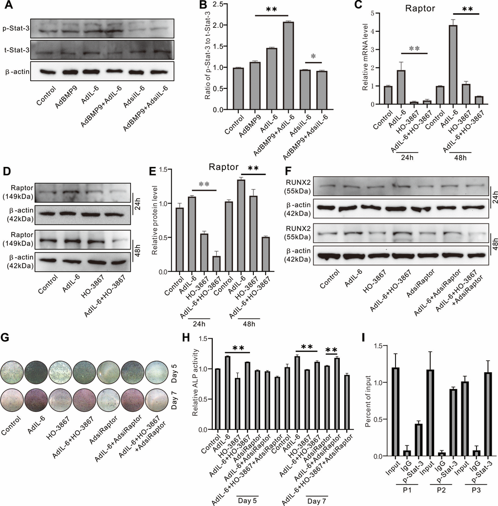 Role of Raptor in the effect of IL-6 on promoting osteogenic differentiation inf MEFs. (A) Effect of BMP9, IL-6, and/or IL-6 knockdown on p-Stat-3 and Sta3-3 was measured using western blot assay. (B) Quantification of western blot assay show the effect of BMP9, IL-6, and/or IL-6 knockdown on p-Stat-3 and Sta3-3. (C) Effect of IL-6 and/or Stat-3 inhibition on Raptor protein was measured using western blot. (D) Effect of IL-6 and/or Stat-3 inhibition on Raptor mRNA was measured using real-time PCR. (E) Quantification of western blot assay show the effect of IL-6 and/or Stat-3 inhibition on Raptor protein level. (F) Effect of IL-6, Stat-3 inhibition, and/or Raptor knockdown on Runx2 protein was measured using western blot. (G) Effect of IL-6, Stat-3 inhibition, and/or Raptor knockdown on ALP activity was measured using histochemical stain. (H) Quantification of histochemical stain show the effect of IL-6, Stat-3 inhibition, and/or Raptor knockdown on ALP activity. (I) Regulation of p-Stat-3 on Raptor promoter activity was measured using ChIP assay (P1: primer 1, P2: primer 2, P3: primer 3). (*P **P 