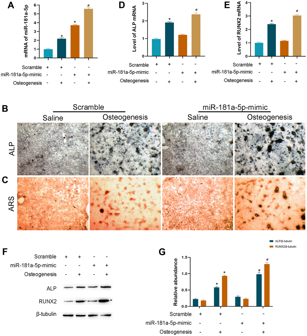 Overexpression of miR-181a-5p enhanced osteogenic differentiation. (A) miR-181a-5p expression in the scramble and mimic groups treated with saline or osteogenesis induction medium. (B, C) ALP and ARS staining of the scramble and mimic groups treated with saline or osteogenesis induction medium. (D, E) Transcriptional levels of ALP and RUNX2 by PCR. (F, G) ALP, RUNX2 and beta-tubulin are determined and quantified by densitometric evaluation of western blots, further normalized to beta-tubulin. All data represent mean ± s.e.m. (n = 6). *P#P