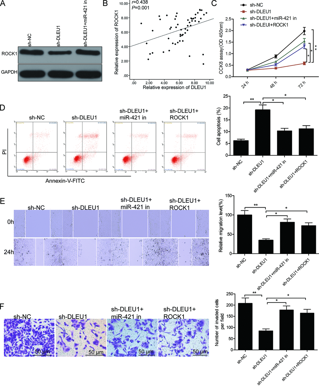 DLEU1 regulates PTC cell growth and progression through the miR-421/ROCK1 axis. (A) Western blot analysis shows ROCK1 protein levels in sh-NC-, sh-DLEU1- and sh-DLEU1 plus miR-421 inhibitor-transfected TPC-1 cells. (B) Spearman correlation analysis shows that ROCK1 mRNA expression is inversely related to DLEU1 expression in PTC tissues (n=54). (C) CCK-8 assay analysis shows proliferation rates of TPC-1 cells transfected with sh-NC, sh-DLEU1, sh-DLEU1 plus miR-421 inhibitor, and sh-DLEU1 plus ROCK1 overexpression plasmid. (D) Flow cytometry analysis shows percentage apoptosis (% Annexin-V+ cells) in TPC-1 cells transfected with sh-NC, sh-DLEU1, sh-DLEU1 plus miR-421 inhibitor, and sh-DLEU1 plus ROCK1 overexpression plasmid. (E) Wound healing assay results show the numbers of migrating cells in the TPC-1 cells transfected with sh-NC, sh-DLEU1, sh-DLEU1 plus miR-421 inhibitor, and sh-DLEU1 plus ROCK1 overexpression plasmid. (F) Transwell invasion assay results show the numbers of invading cells in the TPC-1 cells transfected with sh-NC, sh-DLEU1, sh-DLEU1 plus miR-421 inhibitor, and sh-DLEU1 plus ROCK1 overexpression plasmid. Note: The data is represented as the means ± SD of at least three independent experiments. *PP