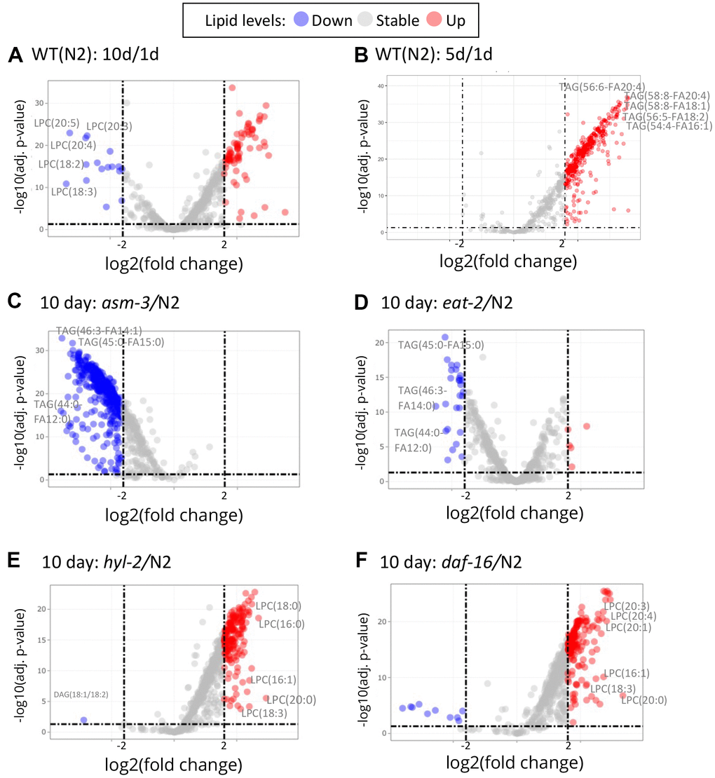 Volcano plots show that specific lipids change by age and genotype. Log2 fold changes between groups are graphed by adjusted P values. Red indicates a greater than 2 log2 fold increase of specific lipid, and blue indicates greater than -2 log2 fold decrease (dashed lines). (A) Comparison of 10-day old N2 animals versus 1-day old N2 animals (10d/1d). 10-day old N2 animals have many decreased LPCs compared to 1-day. (B) Comparison of 5-day old N2 animals versus 1-day old N2 animals. (C) Comparison of 10-day old asm-3 animals versus 10-day old N2 animals. (D) Comparison of 10-day old eat-2 animals versus 10-day old N2 animals. (E) Comparison of 10-day old hyl-2 animals versus 10-day old N2 animals. (F) Comparison of 10-day old daf-16 animals versus 10-day old N2 animals.