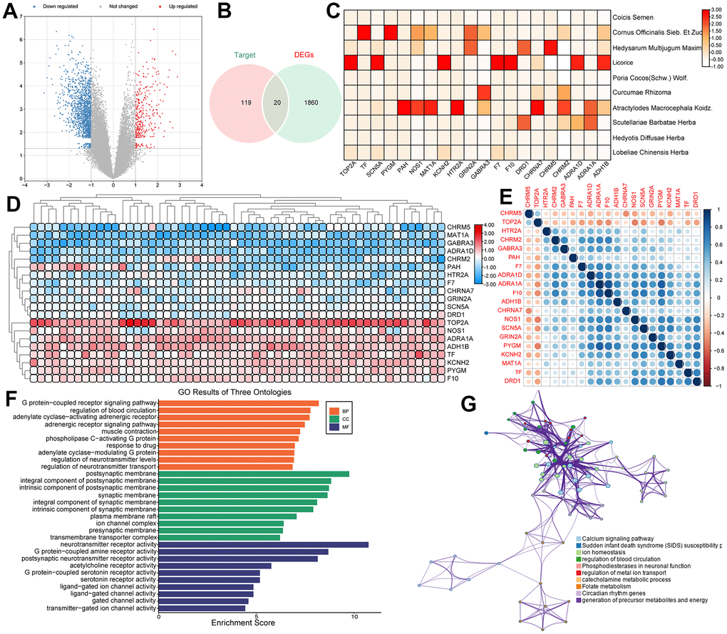 (A) The volcano plots for the 1880 DEGs in the GSE134073 dataset. (B) The overlapped genes between DEGs in PCa and the target genes of the PCa-related herbs. (C) The correlation between overlapped genes and drugs. (D) Heatmaps of significantly differentially expressed genes based on high Gleason score and low Gleason score groups. (E) A heatmap of the correlation of overlapped genes. (F) Gene Ontology (GO) enrichment of overlapped genes. (G) Visualized functional enrichment and gene interaction analysis results.