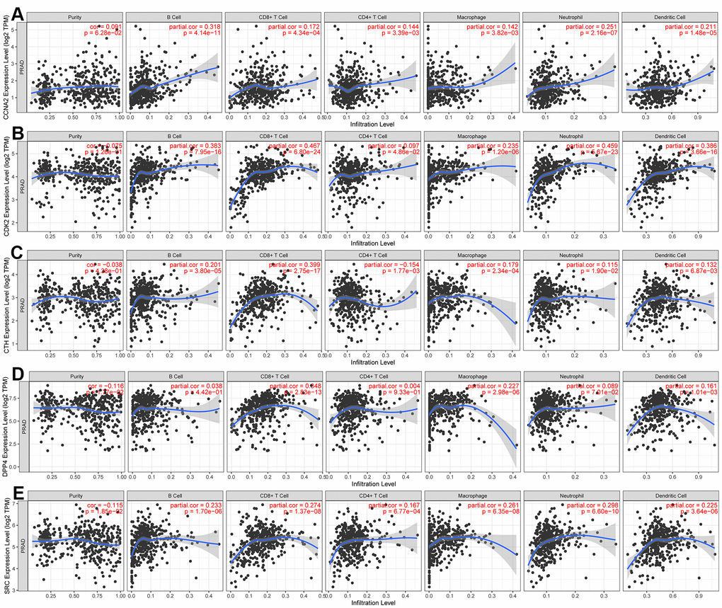 Using the TIMER dataset to analyze the relationship between the expression of five hub genes and tumor purity and immune cells. (A) CCNA2, (B) CDK2, (C) CTH, (D) DPP4, (E) SRC.