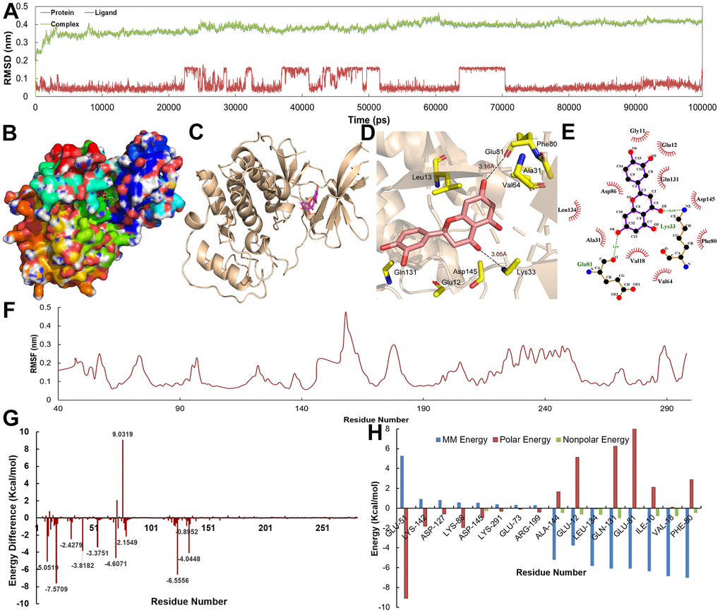 (A) The RMSD for CDK2 with Eriodictyol over 10 ns. (B–E) The binding mode of the CDK2-Eriodictyol complex. (F) The RMSF for CDK2-Eriodictyol complex. (G, H) The energy of the key amino acids from CDK2-Eriodictyol complex.