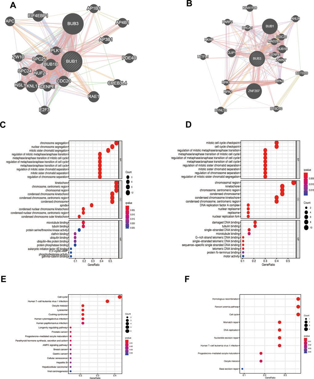 Function of the genes significantly associated with BUB1/3. (A, B) PPI networks constructed for BUB1 (A), BUB3 (B), and the 20 related genes using the data presented in the GeneMANIA database. (C, D) Prediction of the function of the related genes in the BUB1 (C) and BUB3 (D) PPI network through GO analyses. (E, F) Function of the related genes in the BUB1 (E) and BUB3 (F) PPI network predicted through KEGG analyses.