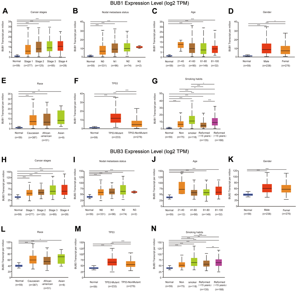 Relationship between the level of BUB1/3 expression and the clinicopathological parameters of the patients with LUAD. We analyzed the relationship between BUB1 (A–G) and BUB3 (H–N) expression levels and the cancer stage, lymph node metastasis status, age, sex, race, TP53, and smoking habit of the subjects.