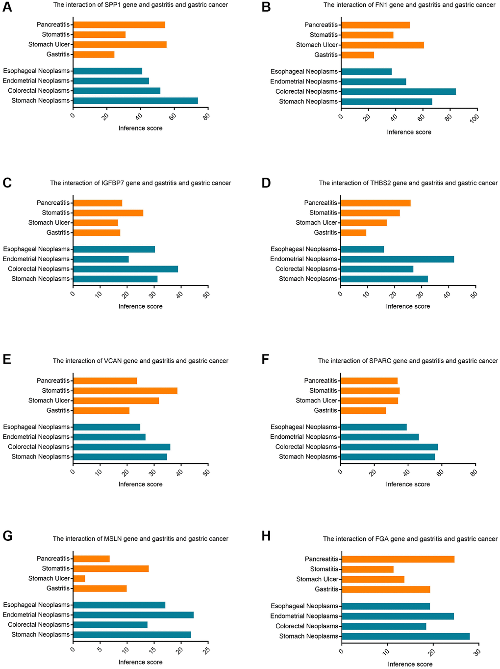 The CTD database identifies the inference score of hub genes in gastric cancer. (A) The interaction of SPP1 gene and gastritis and gastric cancer. (B) The interaction of FN1 gene and gastritis and gastric cancer. (C) The interaction of IGFBP7 gene and gastritis and gastric cancer. (D) The interaction of THBS2 gene and gastritis and gastric cancer. (E) The interaction of VCAN gene and gastritis and gastric cancer. (F) The interaction of SPARC gene and gastritis and gastric cancer. (G) The interaction of MSLN gene and gastritis and gastric cancer. (H) The interaction of FGA gene and gastritis and gastric cancer.