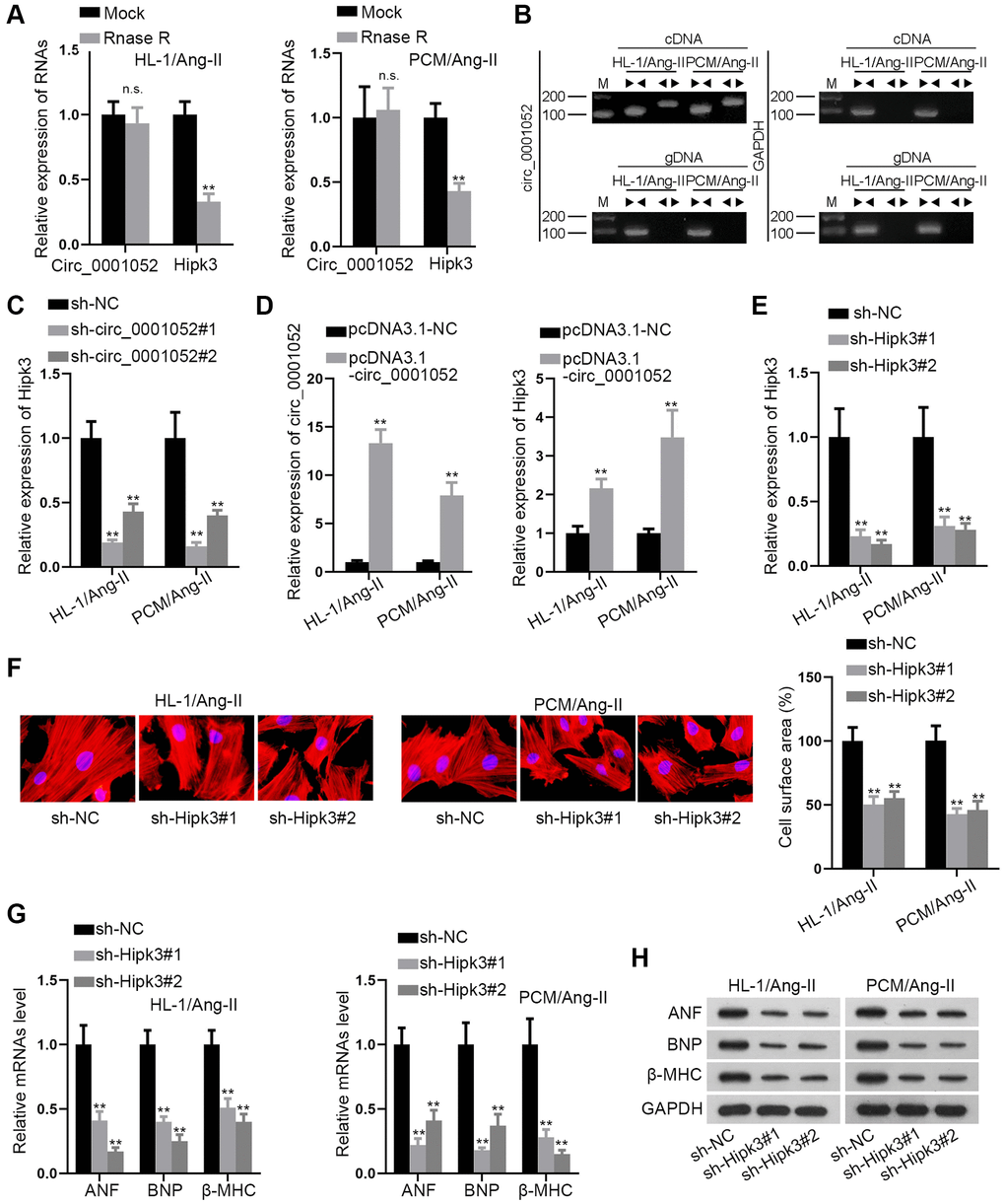 Hipk3 was positively regulated by circ