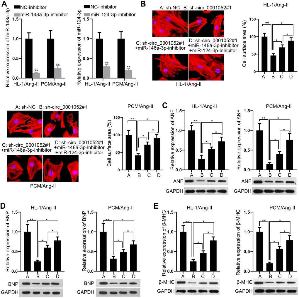 MiR-148a-3p/miR-124-3p partially mediated the effects of circ