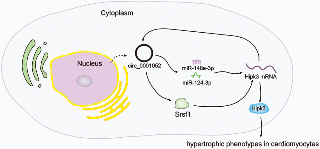 Schematic abstract revealed the mechanism underlying circ
