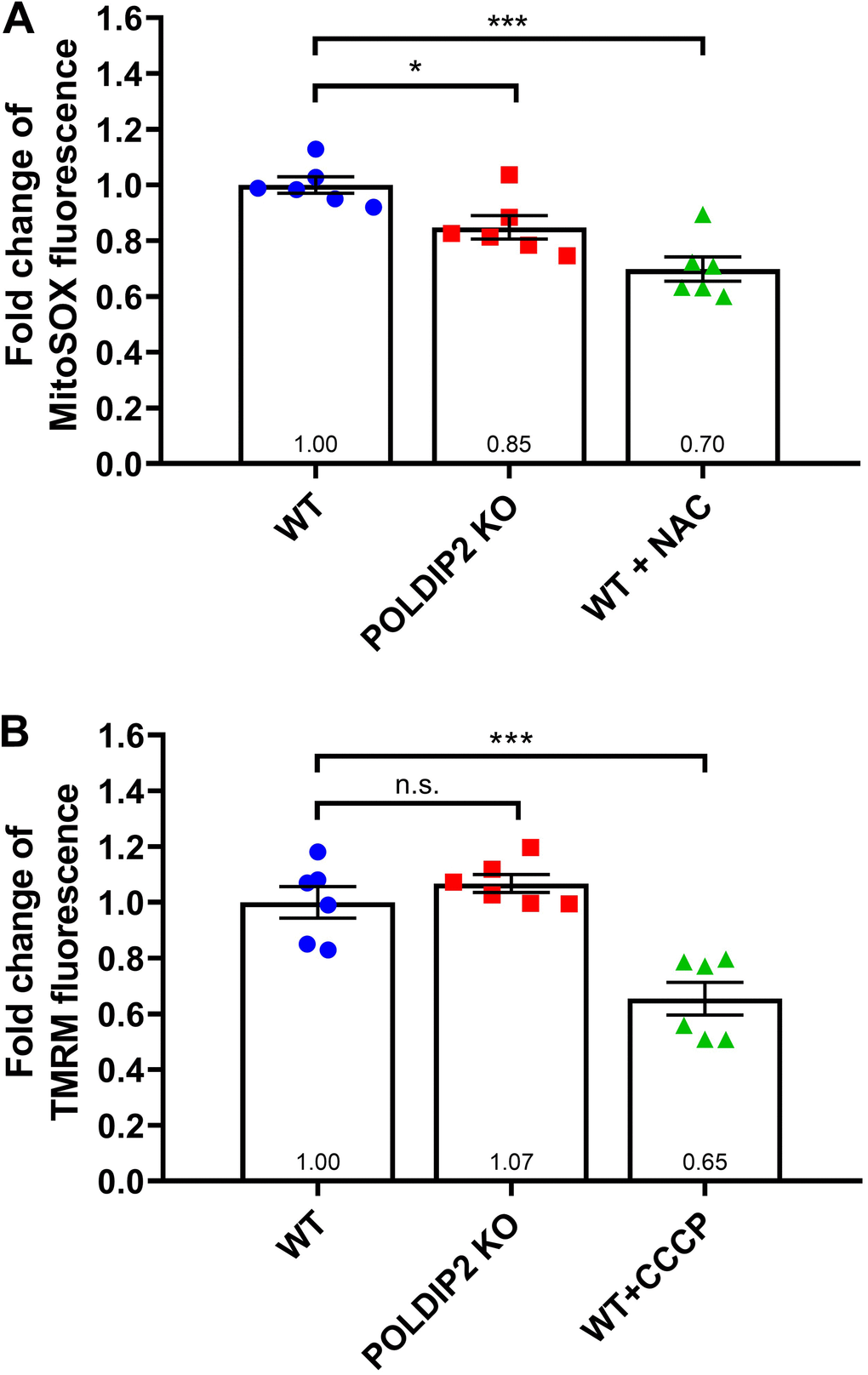 POLDIP2 KO reduced mitochondrial superoxide. (A) Analysis of mitochondrial superoxide levels in WT and POLDIP2 KO samples. MitoSox fluorescence is presented as fold change compared to WT control. N-acetyl-L-cysteine (NAC) was used as a positive control. (B) Analysis of mitochondrial membrane potential in WT and POLDIP2 KO samples. TMRM fluorescence is presented as fold change compared to WT control. Carbonyl cyanide 3-chlorophenylhydrazone (CCCP) was used as a positive control. Results are presented as mean ± SEM of 2 biological repeats, each with 3 technical repeats. n.s. not significant, * p