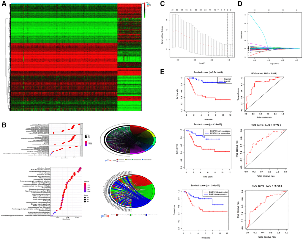 Screening of tumor prognosis-related factors and construction of risk assessment models. (A) Heatmap screening for differentially expressed genes. (B) Results of GO and KEGG enrichment analysis (p C, D) Screening of tumor prognosis-related genes by LASSO regression analysis. (E) Reliability of risk regression models verified by survival and ROC curves of FKBP11 and BINP3. *P **P ***p 