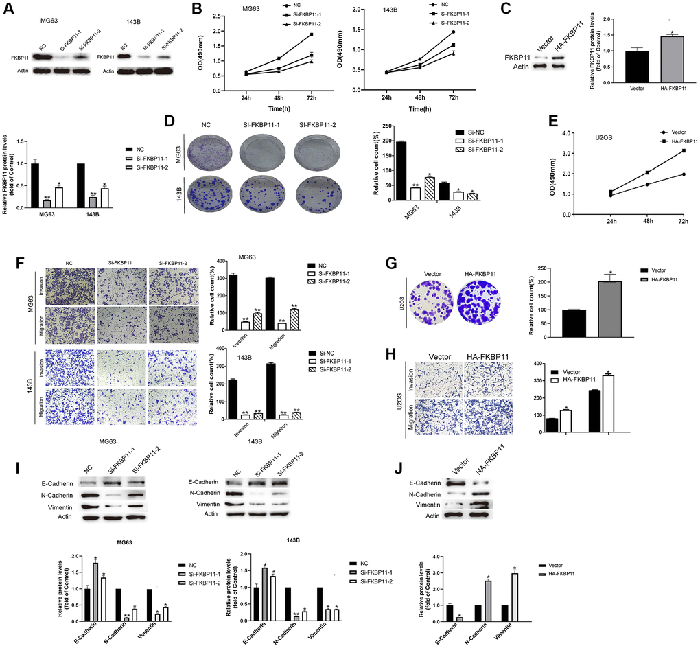 FKBP11 suppresses the proliferation, invasion and migration of osteosarcoma cells. (A) The knockdown efficiency of FKBP11 in osteosarcoma cells was measured through qRT-PCR and western blotting after the transfection of MG63 and 143B cells with Si-NC and Si-FKBP11, respectively, for 48 h. (B) The proliferative capacity of osteosarcoma was measured by CCK-8 assay. (C) FKBP11 overexpression was detected by western blotting. (D) Results of colony formation assays for osteosarcoma cells. (E) The proliferative capacity of osteosarcoma cells was measured by CCK-8 assay. (F–H) Results of invasion and migration assays of osteosarcoma cells. Scale bars represent 100 μm. (I–J) The protein levels of E-cadherin, N-cadherin, and Vimentin were measured through western blotting analysis. Data are presented as the means ± SDs (n = 3). Comparison of Si-FKBP11 and NC, *P **P ***p 