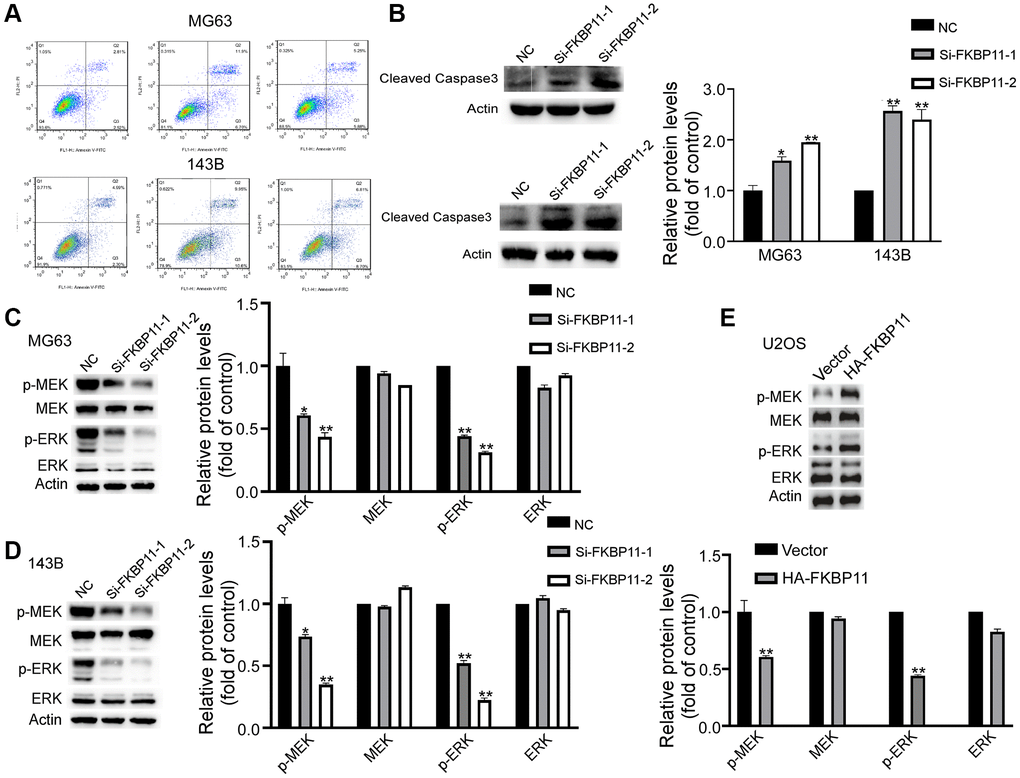 FKBP11 significantly increases the apoptosis in osteosarcoma cells and affects the MAPK pathway. (A) Apoptosis was measured with an apoptosis kit. (B) Protein expression of cleaved caspase-3 was measured through western blotting after transfection of MG63 and 143B cells with Si-NC and Si-FKBP11 for 48 h. (C–E) The protein expression of p-MEK, MEK, p-ERK, and ERK in MG63 and 143B cells was measured by western blotting. *P **P ***p 