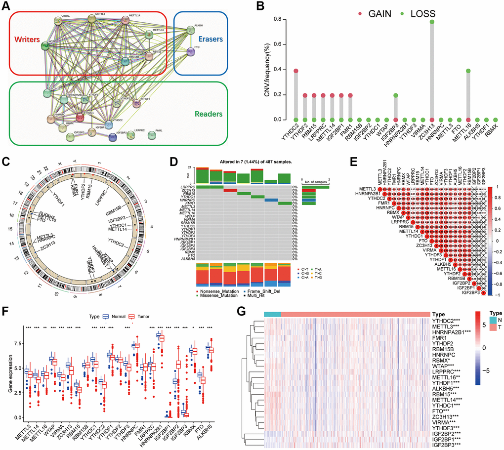 Genetic variation of m6A regulators in thyroid cancer. (A) The protein-protein interaction (PPI) network of 23 m6A regulators. (B) The mutation frequency. (C) The location of the change of m6A regulator CNV on chromosome. (D) m6A waterfall plot. The right vertical coordinate represents m6A regulators, and the left vertical coordinate represents the mutation rate of m6A regulators in thyroid cancer. (E) Pearson correlation analysis shows the correlation of 23 m6A methylation modification regulators in thyroid cancer. (F) m6A methylation regulators expression in thyroid cancer. The figure shows the expression of 23 m6A regulators in thyroid cancer tumors and normal specimens. (G) The difference of mRNA expression levels of 23 m6A regulators between normal and thyroid cancer samples. The asterisk indicates statistical p value (*P **P ***P 