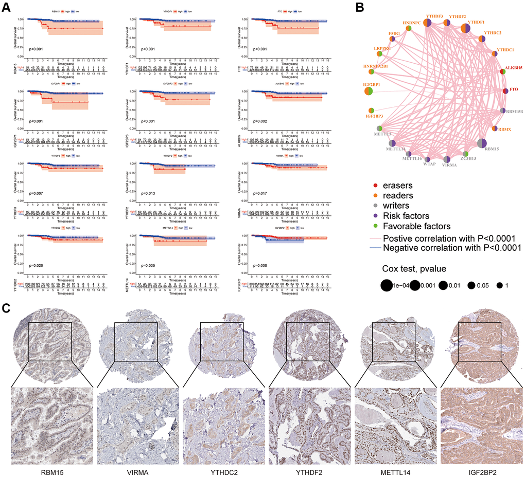 Relationship between m6A related genes and prognosis of thyroid cancer. (A) In the survival curve, the abscissa is the survival time (years) and the ordinate is the survival rate. (B) The m6A prognosis network shows the expression and interaction of 23 m6A regulators in thyroid cancer. (C) Human protein Atlas (https://www.proteinatlas.org/) is used to analyze the protein expression of some m6A molecules related to prognosis in thyroid cancer tissue.