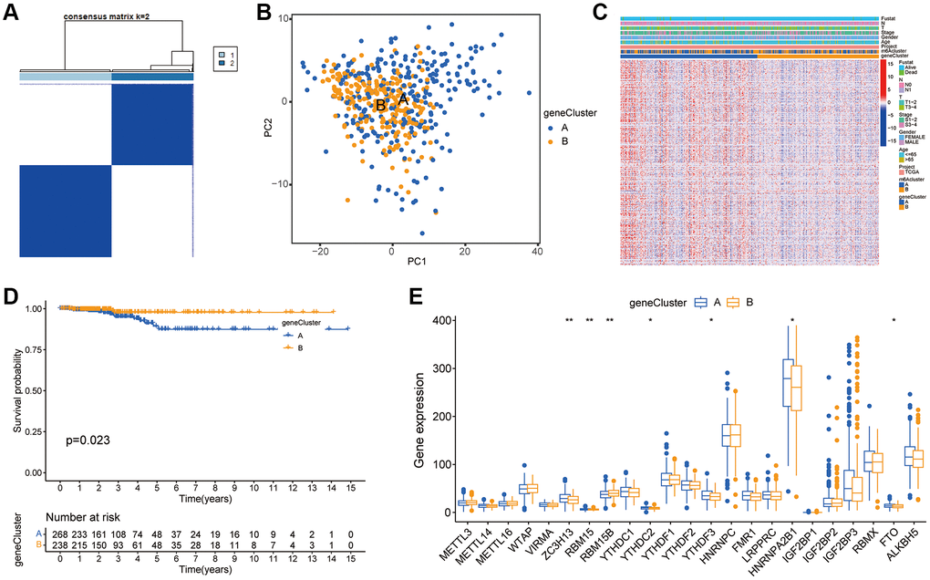 Construction of m6A gene subgroup. (A) By screening the overlapping DEGs between two m6A clusters and conducting unsupervised consensus cluster analysis, the samples are classified into two types according to the internal correlation. The types 1 and 2 correspond to gene cluster-A and gene cluster-B respectively. (B) PCA analysis shows that m6A related DEGs can distinguish two groups of m6A cluster samples. (C) Heatmap is drawn for m6A cluster of the two groups according to different types. The abscissa in the figure represents samples and the ordinate represents m6A related genes. (D) Kaplan-Meier curve is used to evaluate the survival of phenotypic m6A related gene characteristics, and the results show that the prognosis of genotype A is significantly better than that of genotype B (P = 0.023). (E) Expression of 23 m6A regulators in three gene clusters. The top and bottom of the box represent the quartile range of values, the lines in the box represent the median, and the colored dots represent outliers. The asterisk indicates the statistical p value (*P **P ***P 