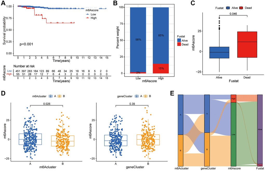 Construction of m6A score system. (A) Survival curve shows that the prognosis of thyroid cancer patients in m6A low rating group is significantly better than that in high rating group (P B) Histogram shows the proportion of patients who survived or died within 5 years in the low or high m6A group. Comparison of survival and death: 98% and 2% in the low m6A score group, and 86% and 15% in the high m6A score group, respectively. (C) The abscissa in the boxplot represents the survival and death groups, and the ordinate is the m6A score. It can be seen that the m6A score in the death group is significantly higher than that in the survival group (P = 0.046). (D) There is a significant difference in m6A score between m6A cluster A and B (P = 0.026), while m6A score shows no significant difference between genotypes (P = 0.39). (E) Alluvial diagram is drawn based on m6A cluster, genotype, m6A score and patient survival status, which shows the distribution of different genotypes.