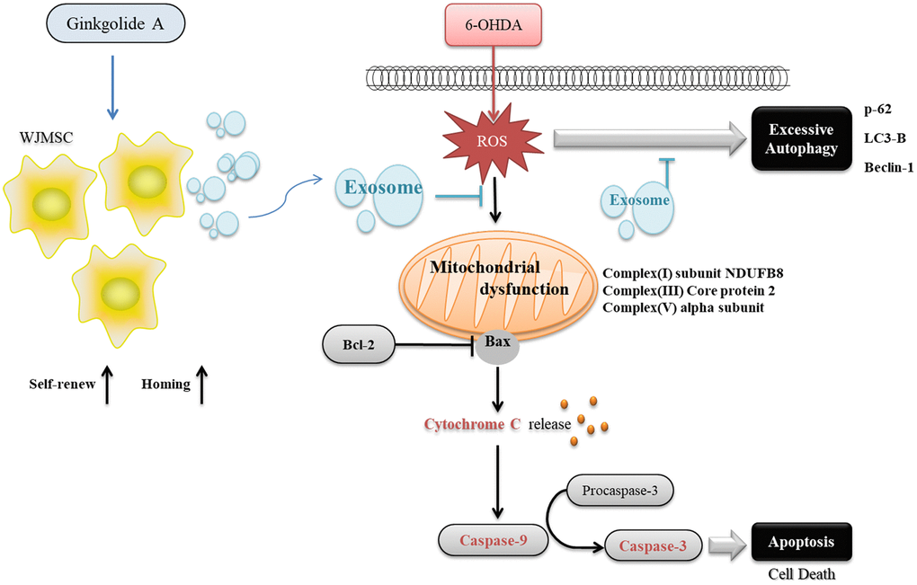 The graphical abstract of Ginkgolide A reinforcing multiple functions of WJMSC.