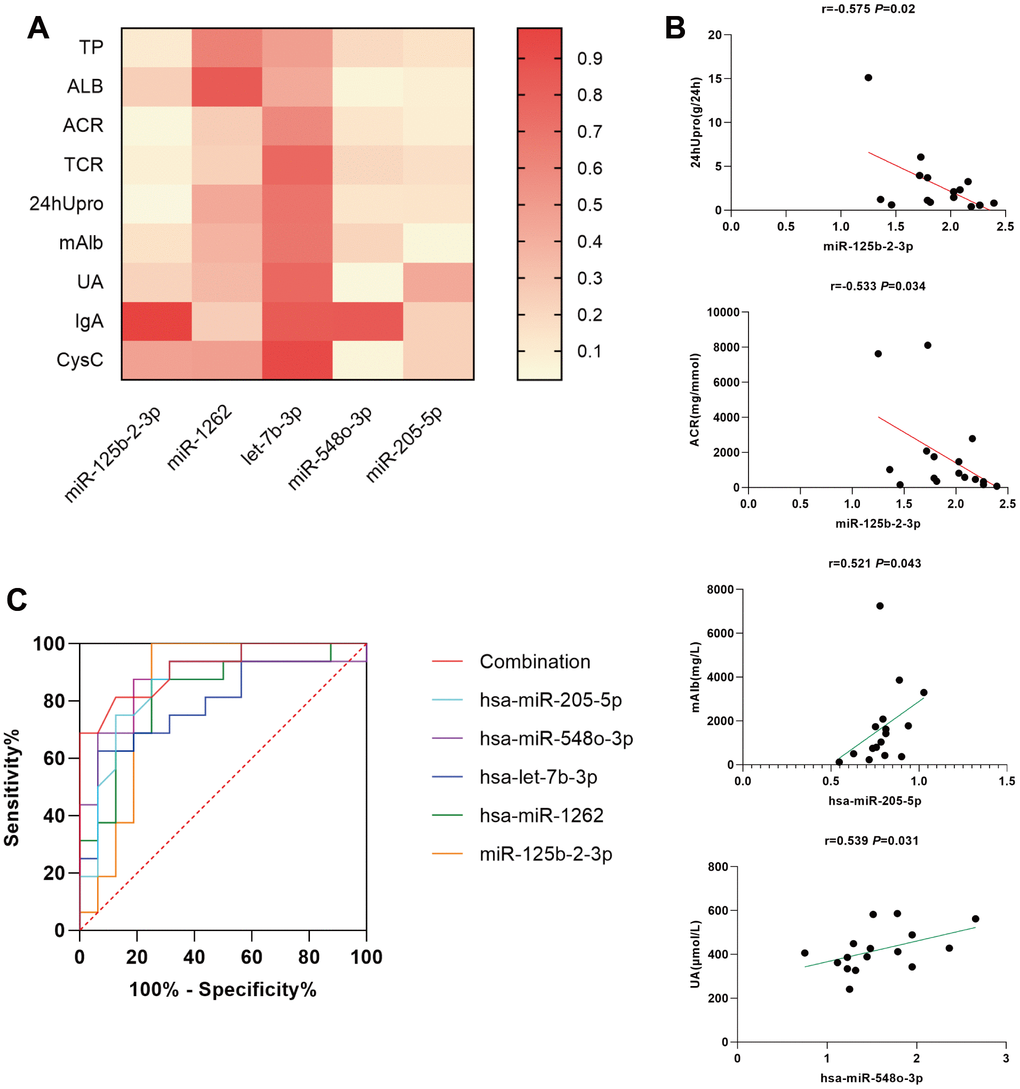 (A) simple linear regression between differentially expressed miRNAs and several clinical indicators in MsPGN patients. (B) Scatter diagram and linear correlation analysis. (C) Receiver operating characteristic (ROC) analysis of the combination of urinary exosomal miR-125b-2-3p, miR-1262, let-7b-3p, miR-548o-3p, and miR-205-5p for discriminating MsPGN. Plasma miRNAs yield an area under the ROC curve of 0.916.