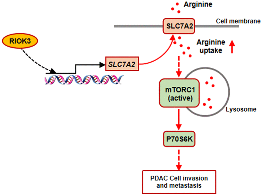 Diagram of the proposed mechanism. RIOK3 promotes mTORC1 activation by facilitating SLC7A2-mediated arginine uptake in PDAC.