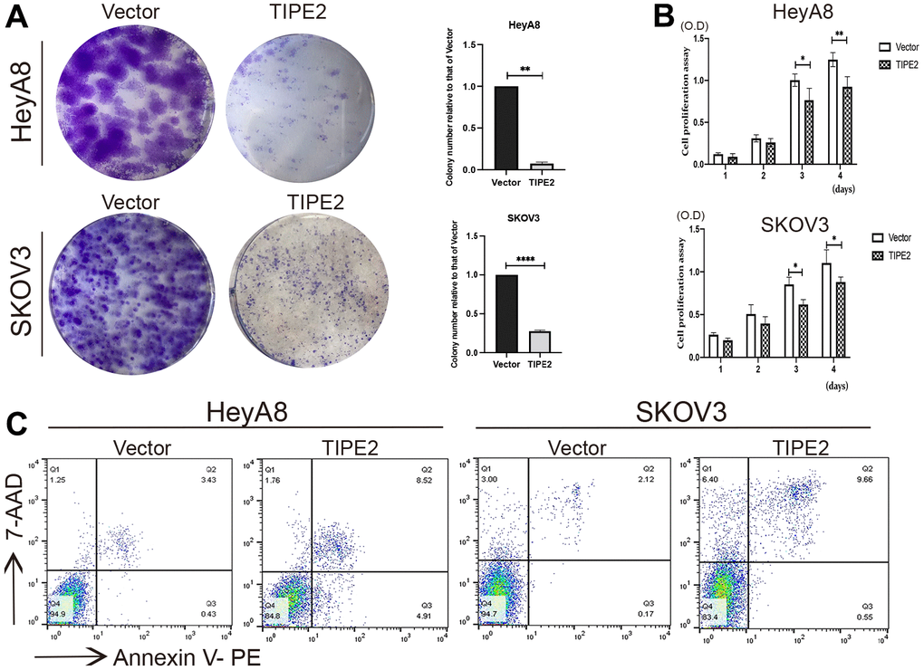Overexpression of TIPE2 suppresses ovarian cancer cell growth and increased cell apoptosis. (A) Imagines of colony formation. 1×103 HeyA8 and SKOV3 cells transfected with TIPE2, and its control plasmid mock were cultured to a new well with medium containing 10% FBS serum, and cell colony formation was examined by staining with crystal violet (n=3). (B) Cell viability of HeyA8 and SKOV3 cells with stable expression of TIPE2 or vector control was also determined by CCK8 assay (n=3). (C) Cell apoptosis was detected using flow cytometry. (Annexin V+/7-AAD-, early apoptosis; Annexin V+/7-AAD+, late apoptosis). Data are presented as mean ± SD. Statistical significance is indicated as: *p p p 